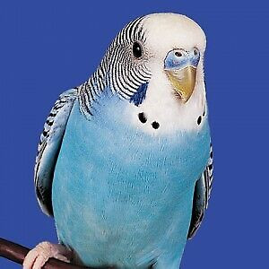 BEAUTIFUL BUDGIE SUPER SPECIAL $30.00 in Birds for Rehoming in Muskoka - Image 2