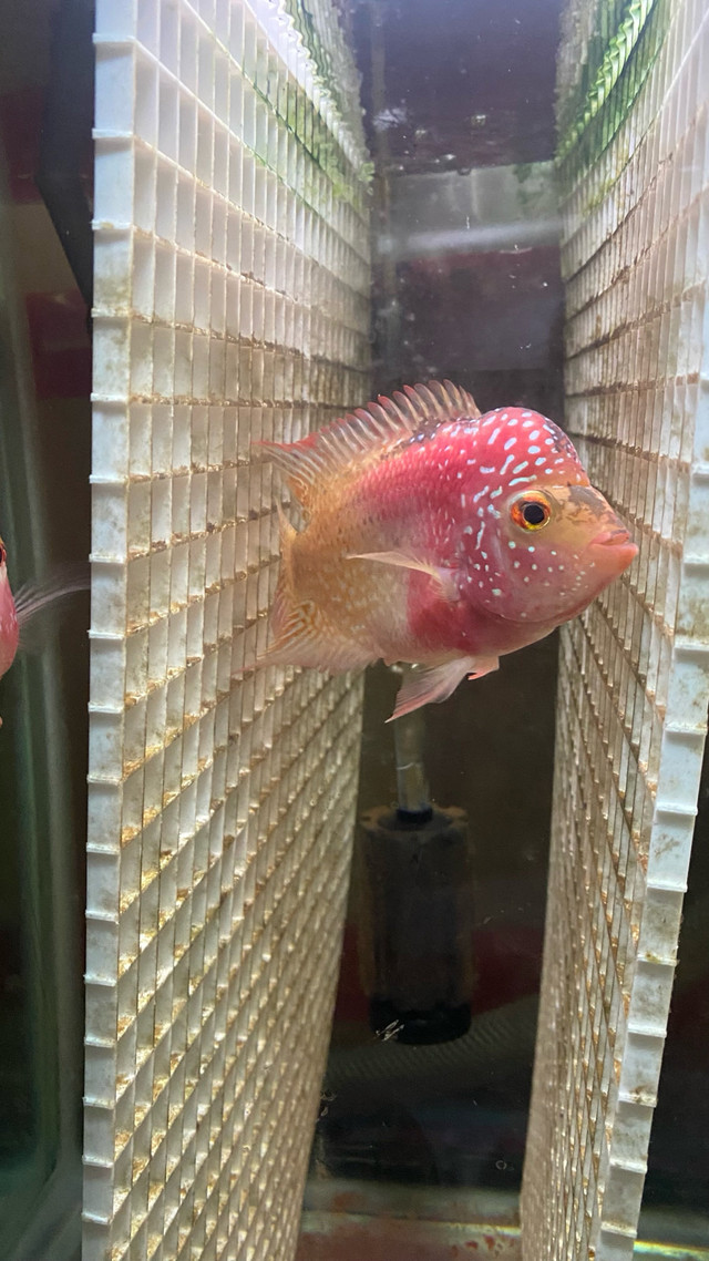 Flowerhorn Golden Base female egg layer.  in Fish for Rehoming in Delta/Surrey/Langley - Image 4
