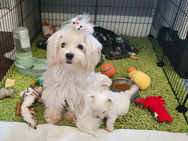 ❤️Beautiful TINY  TOY size Maltese - one female left❤️! in Dogs & Puppies for Rehoming in Edmonton - Image 3