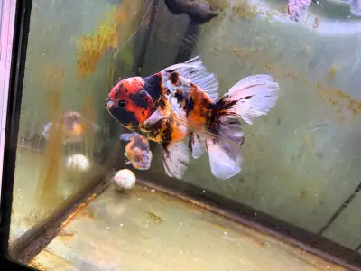 goldfish (Oranda), View more