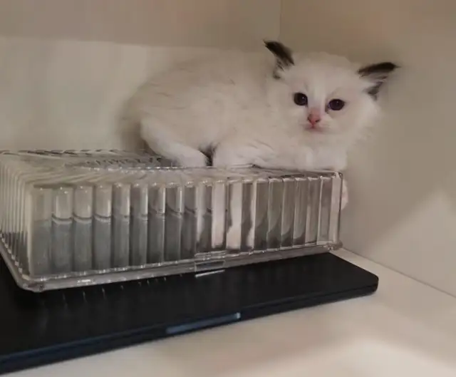 100% Pure ragdoll kittens. Both Parents onsite.