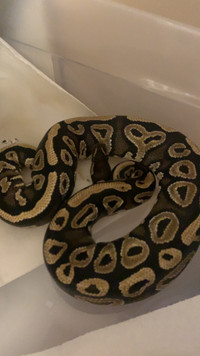 Mojave female Ball python 