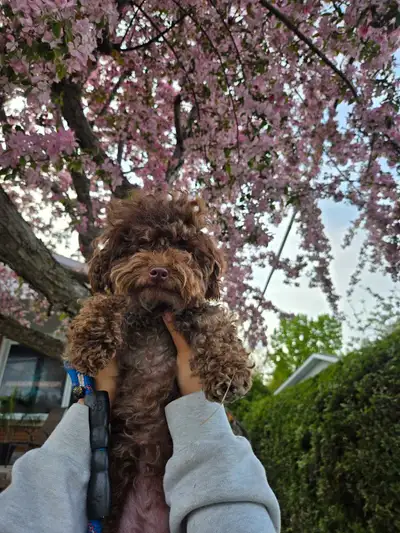 Toy Poodle for Rehoming, View more