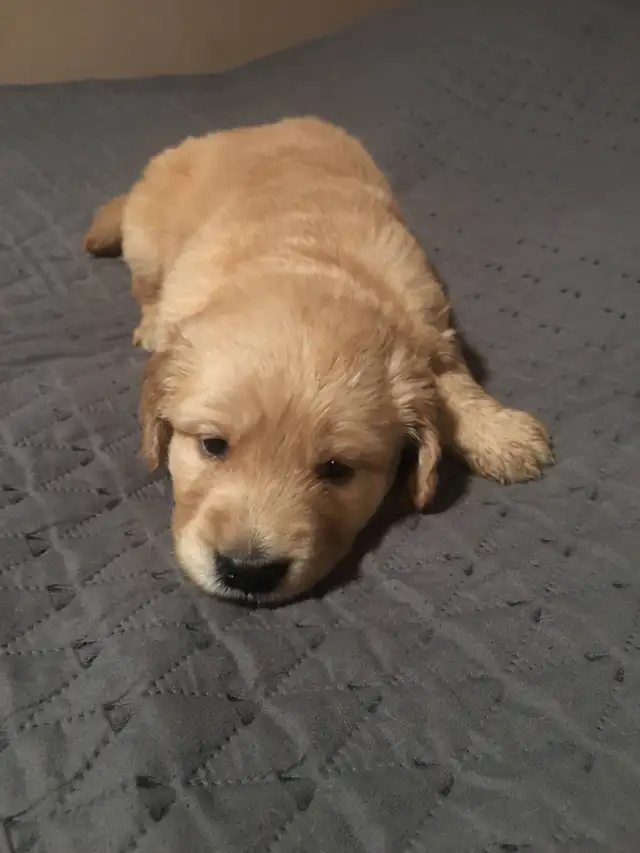 EXCELLENT PRICE!.  GOLDEN WAGGLES HAS 2 RETRIEVER  PUPPIES LEFT in Dogs & Puppies for Rehoming in Oakville / Halton Region - Image 4