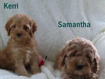 Cockapoo puppies.  , View more