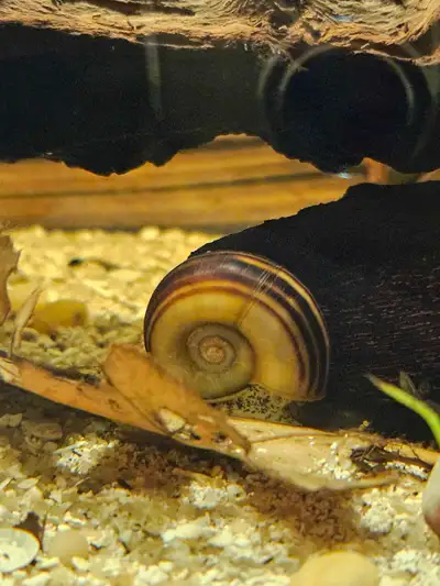 Columbian Ramshorn snails, View more