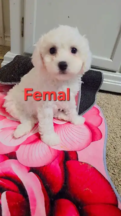 Cute Puppies males & femal , View more
