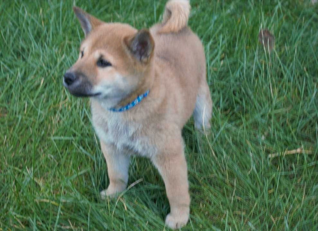 Shiba inu pur race purebreed Shiba inu dans Chiens et chiots à adopter  à Ville de Montréal - Image 3