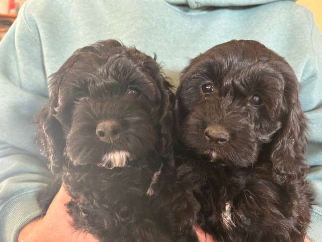 Cockapoo puppies in Dogs & Puppies for Rehoming in Calgary - Image 4