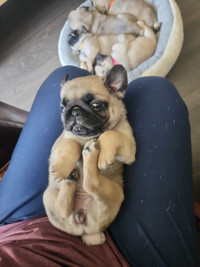 CKC registered PUG 2 males available