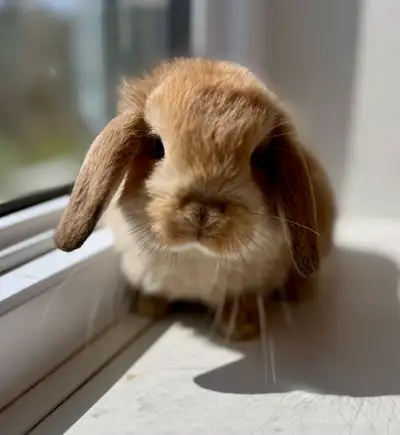 8 holland lop bunnies , View more