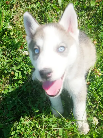 HUSKY SIBERIAN PUPPY CHIOTS HUSKIES SIBÉRIENS À ADOPTER QUEBEC, View more