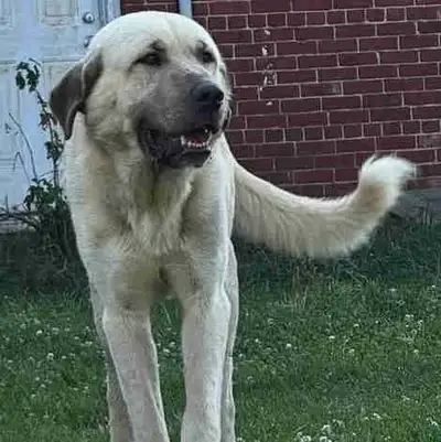 Kangal Dog Rehoming , View more