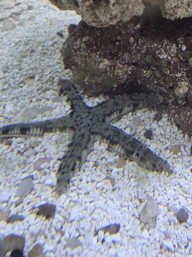 saltwater-star-fish-fish-for-rehoming-mississauga-peel-region