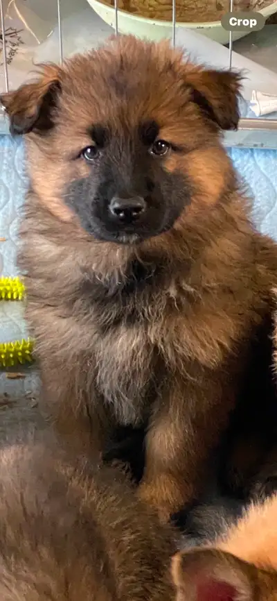 Rare Gentle giant Shiloh shepherd Puppies We are happy to announce the arrival of 11 , adorable Shil...