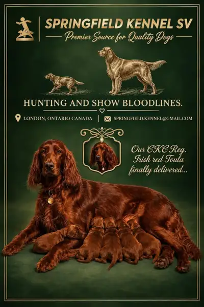 CKC Reg Irish red setter puppies for sale, On parle le FRANCAIS, View more