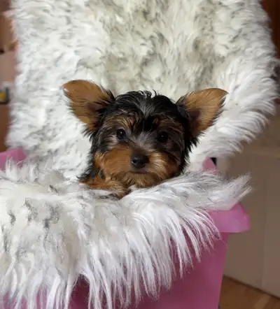 Tiny Yorkie girl, View more