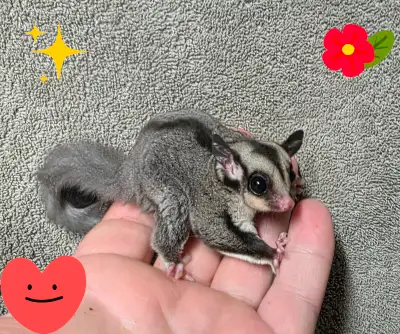 Young pair of sugar gliders, View more