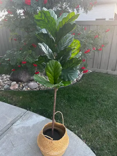 Three IKEA Fejka trees to choose from. 1. Weeping Fig 67” tall 8 1/4” wide pot (note crack in base i...