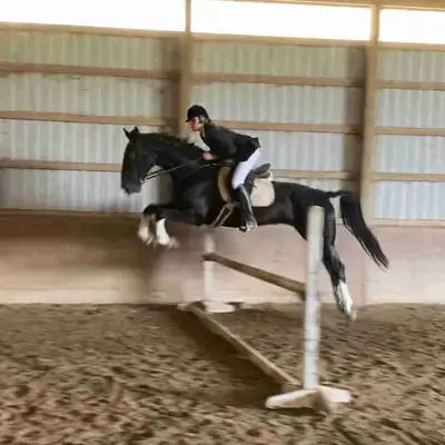 Meet Prada, A Black 7yr old Dutch harness mare (not papered). Prada stands 16’3 3/4hh and is THE MOS...