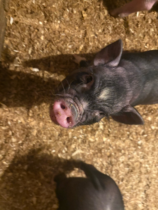 Pot Belly Piglets in Livestock in Kawartha Lakes - Image 3