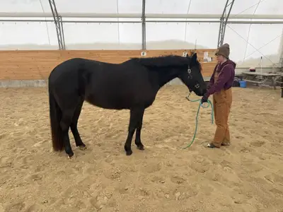 Welsh Cross Mare, View more