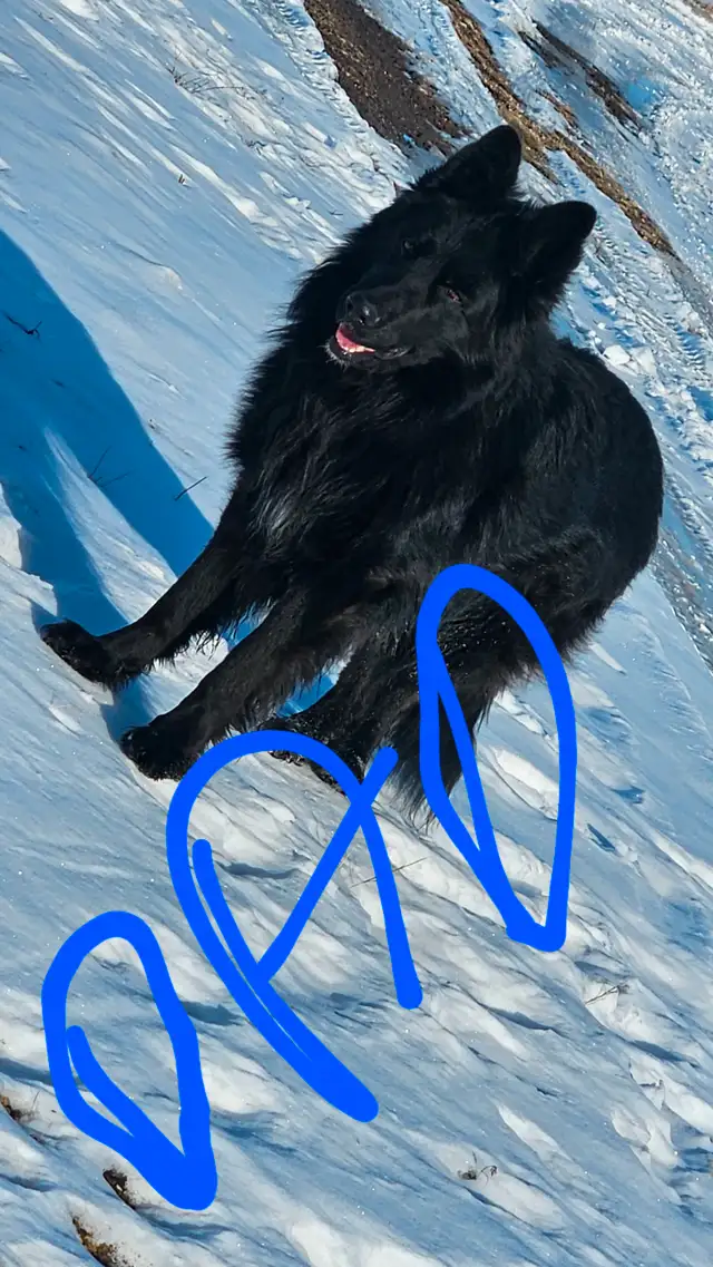 German sephard puppies for sale in Dogs & Puppies for Rehoming in Edmonton - Image 9