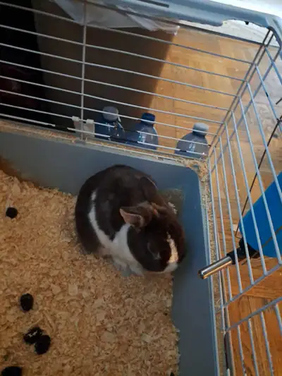 netherland dwarf chocolate brown and white docile., View more