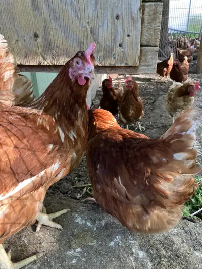 Laying hens Lohmann Brown for sale