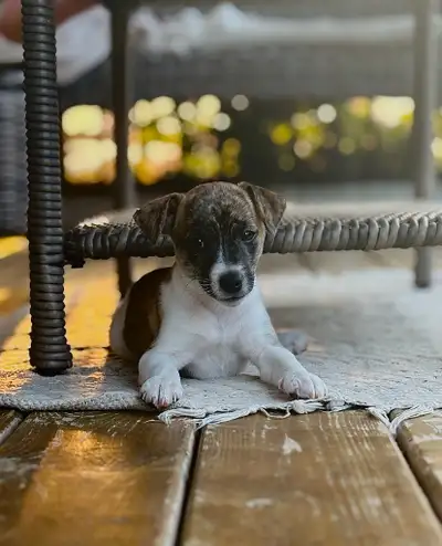 Jack Russell Puppy (pure bred), View more
