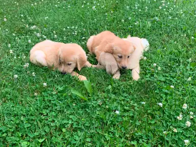 Pure breed golden retriever puppies, View more