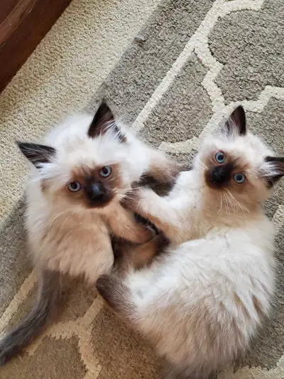 Ragdoll Hymalayan Kittens, View more