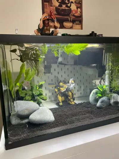 Free tetra fishes, View more