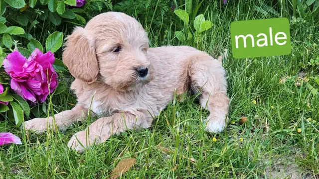mini golden doodles in Dogs & Puppies for Rehoming in Stratford - Image 4