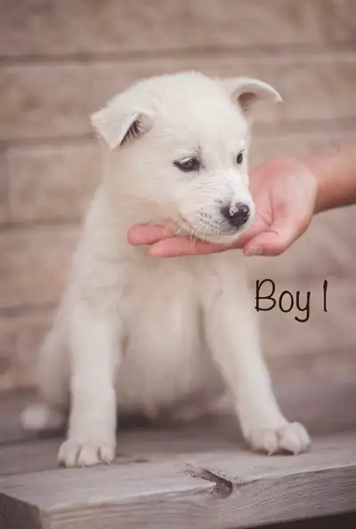 puppies for rehomeing , View more