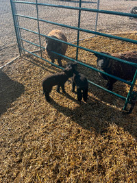 Babydoll Lambs for sale