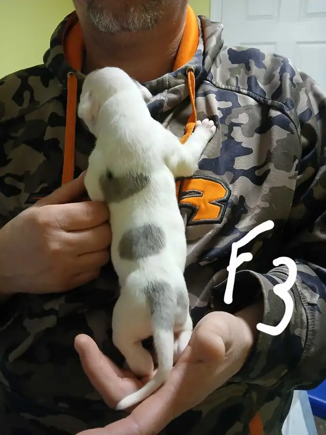 American bulldog puppies  in Dogs & Puppies for Rehoming in Fredericton - Image 4