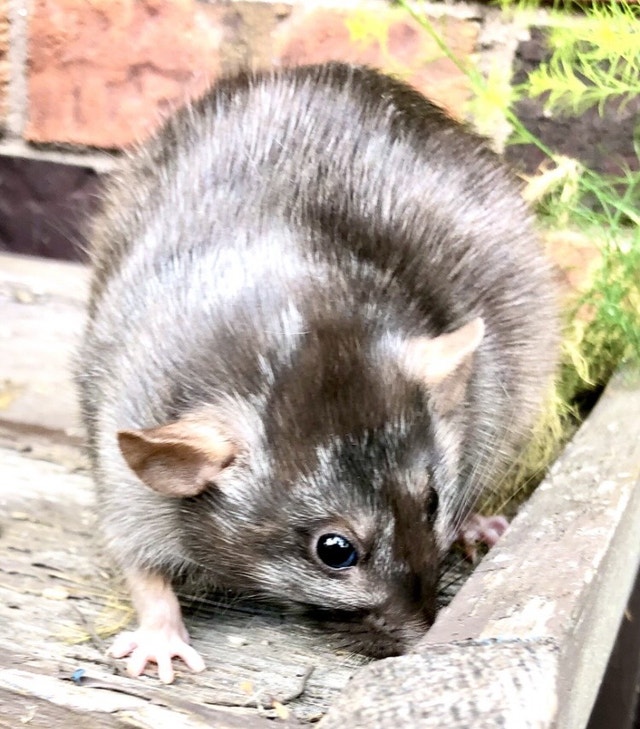 Pet Dumbo Dwarf RatsHealth Tested Rattery Small Animals for Rehoming