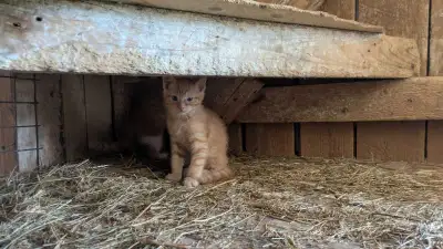 Barn Kittens, View more
