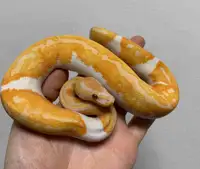 Male Yellowbelly Dreamsicle Ball Python 