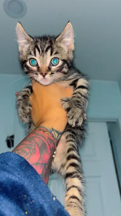 HIGHLAND LYNX MIXED 3 GÊNES A VENDRE : la maman a eue une portée de 6 bébés il m’en reste que 2 :) J...