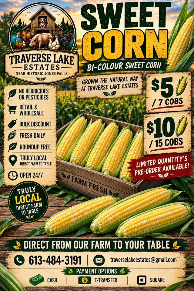 Sweet corn560191320454615041