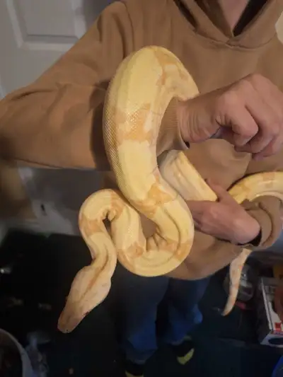 Male sunglow boa, View more