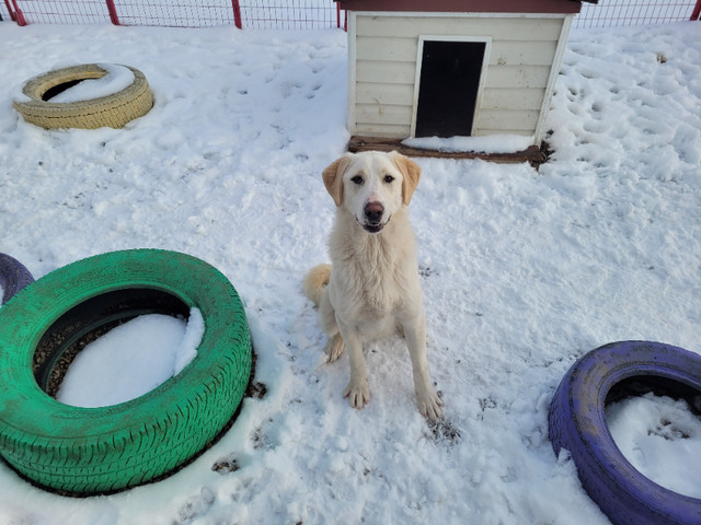 ADOPT SIMBA! Yellow lab cross. 11 month old via 4 Feet in Registered Shelter / Rescue in Calgary - Image 4