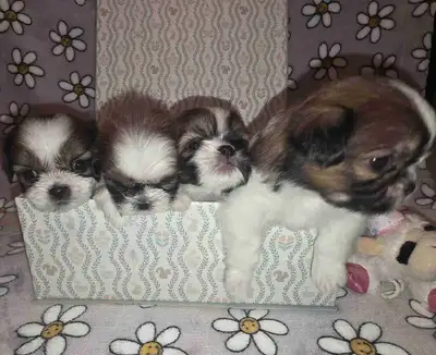 **Adorable Puppies for Sale!** We have 4 female puppies available, currently 4 weeks old and ready t...