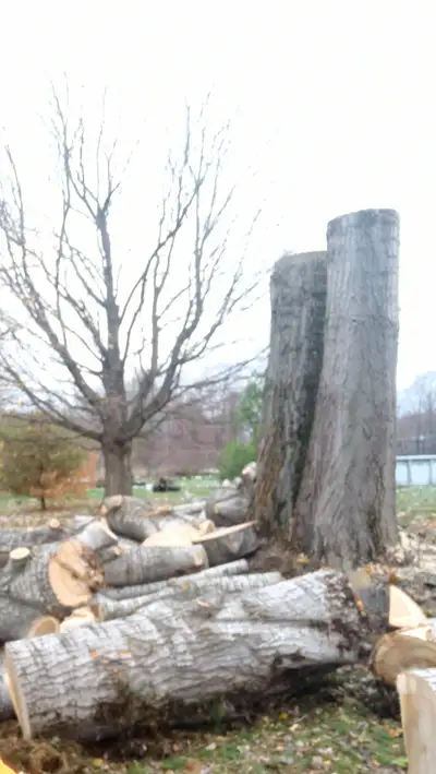 Arborist (climber) offering Tree removal and tree pruning services Contact Us at arborist4hire2025@g...