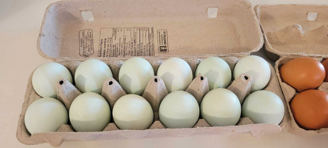 Oeufs fécondés / Fertilized eggs dans Animaux de ferme  à Ville de Montréal