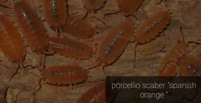 Porcellio scaber spanish orange (15) Isopod / cloporte, View more
