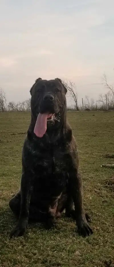 purebred Registered Male Presa canario, View more