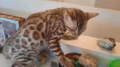 Bengal kittens, View more